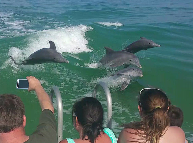 Playful pod of five bottlenose dolphins surfing a boat’s wake in green coastal water while passengers lean over the railing to snap photos.