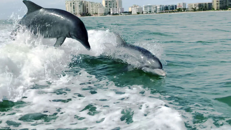 Two playful dolphins leaping from a foamy boat wake in turquoise ocean with a beachfront high-rise skyline in the background