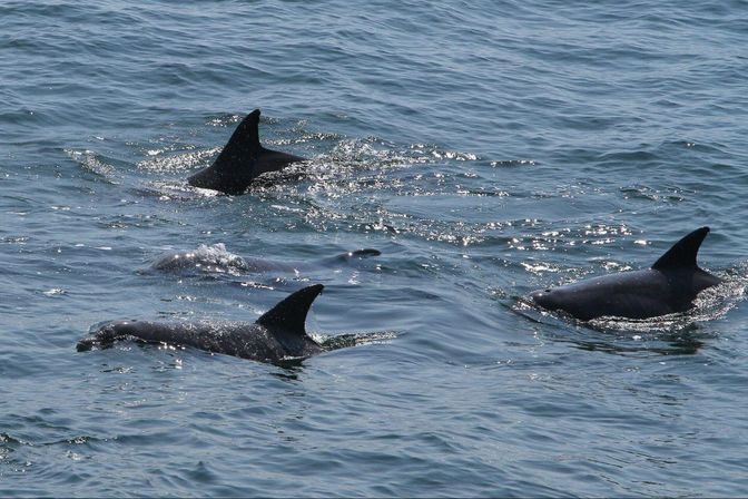 Playful pod of dolphins surfacing in sunlit blue coastal waters, dorsal fins cutting through gentle waves — marine wildlife in the open ocean