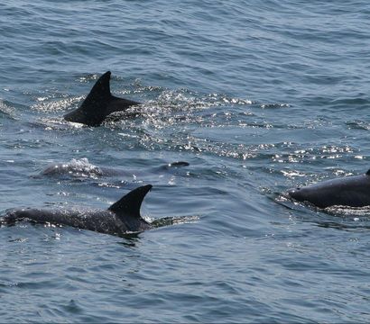 Playful pod of dolphins surfacing in sunlit blue coastal waters, dorsal fins cutting through gentle waves — marine wildlife in the open ocean