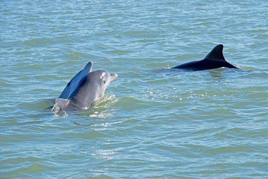 Two playful dolphins surfacing and swimming in calm blue-green coastal waters with sunlight glinting on the sea
