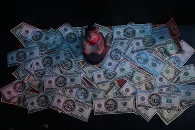 Taxidermy rodent mounted on a wooden plaque wearing a cowboy hat and red bandana, surrounded by scattered 'Wild West' novelty $100 bills on a dark surface.