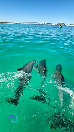 Three playful dolphins swimming beside a boat in crystal-clear turquoise coastal water, with a long bridge and sandy shoreline under a bright blue sky