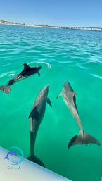 Three playful dolphins swimming near a boat in clear turquoise coastal water, with a sandy shoreline and long bridge under a bright blue sky