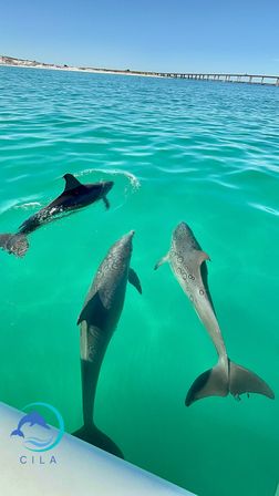 Three playful dolphins swimming near a boat in clear turquoise coastal water, with a sandy shoreline and long bridge under a bright blue sky