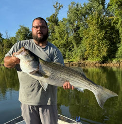 Proud angler on a boat holding a massive striped bass over calm river water with a green, tree-lined shoreline on a sunny day