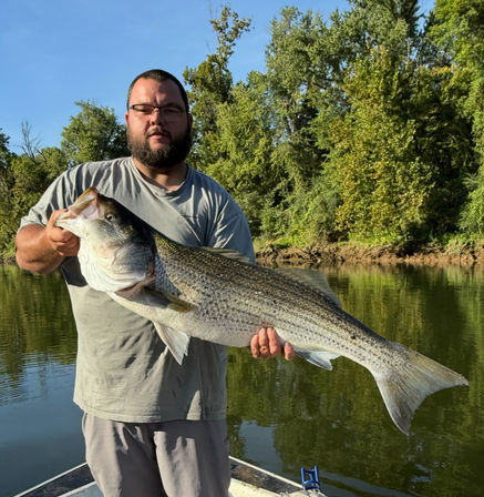 Proud angler on a boat holding a massive striped bass over calm river water with a green, tree-lined shoreline on a sunny day