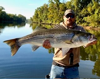 Angler holding a trophy striped bass over a calm river with tree-lined banks on a sunny freshwater fishing trip.