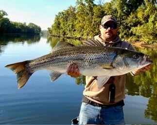 Angler holding a trophy striped bass over a calm river with tree-lined banks on a sunny freshwater fishing trip.