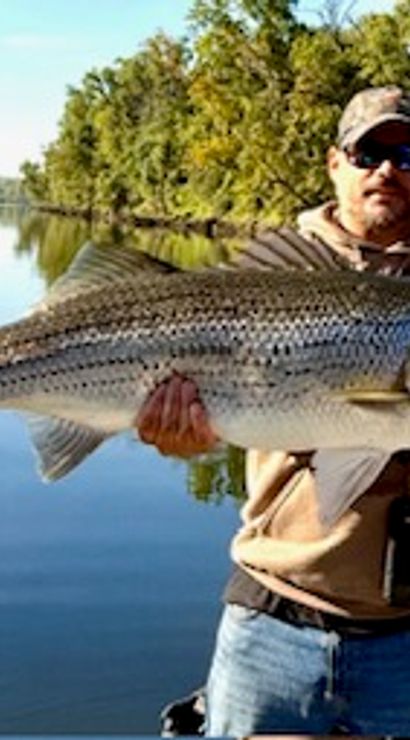 Angler holding a trophy striped bass over a calm river with tree-lined banks on a sunny freshwater fishing trip.