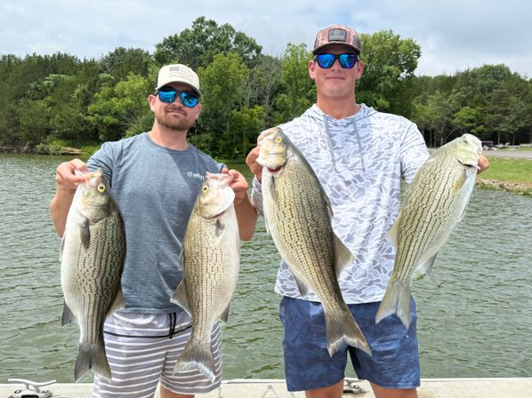 Two anglers on a lake dock hold four large striped bass they just caught, with a tree-lined shoreline and calm water in the background.