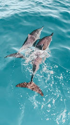 Aerial view of a playful pod of dolphins swimming and splashing in clear turquoise ocean water, tails and ripples visible at the surface.