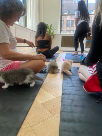 Hatha/Yin Kitty Yoga (Yoga & Kitten Play) image 4