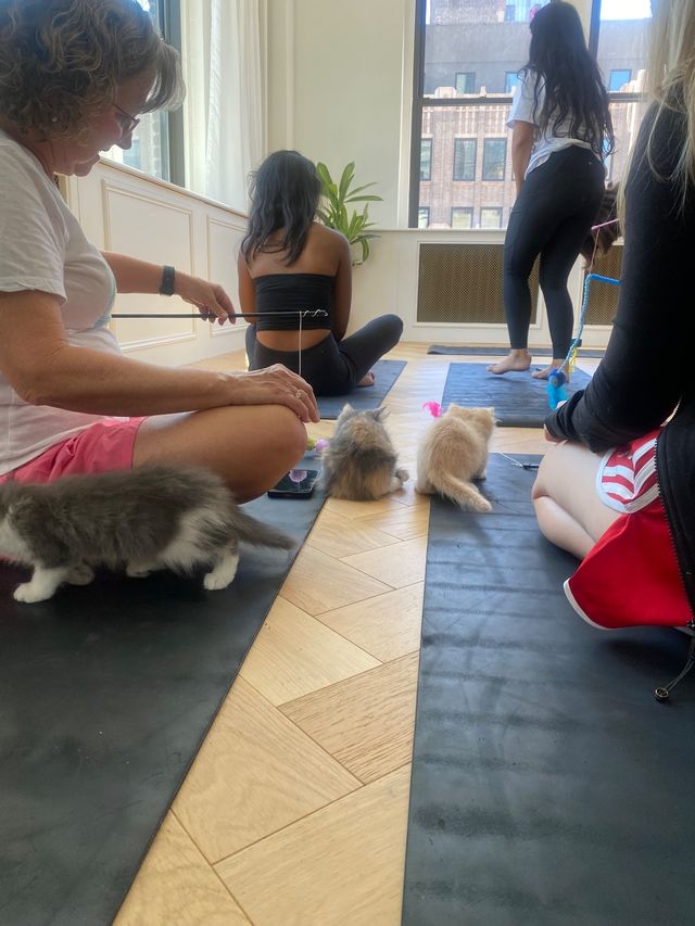 Hatha/Yin Kitty Yoga (Yoga & Kitten Play) image 4