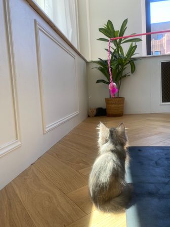 Hatha/Yin Kitty Yoga (Yoga & Kitten Play) image 6