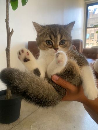 Hatha/Yin Kitty Yoga (Yoga & Kitten Play) image 3