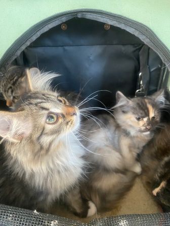 Hatha/Yin Kitty Yoga (Yoga & Kitten Play) image 8