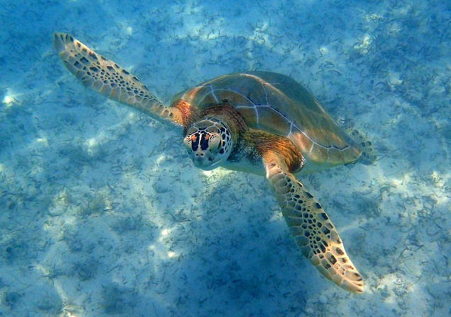Curious green sea turtle gliding over a sandy seafloor in clear turquoise shallow tropical water — underwater snorkeling scene.