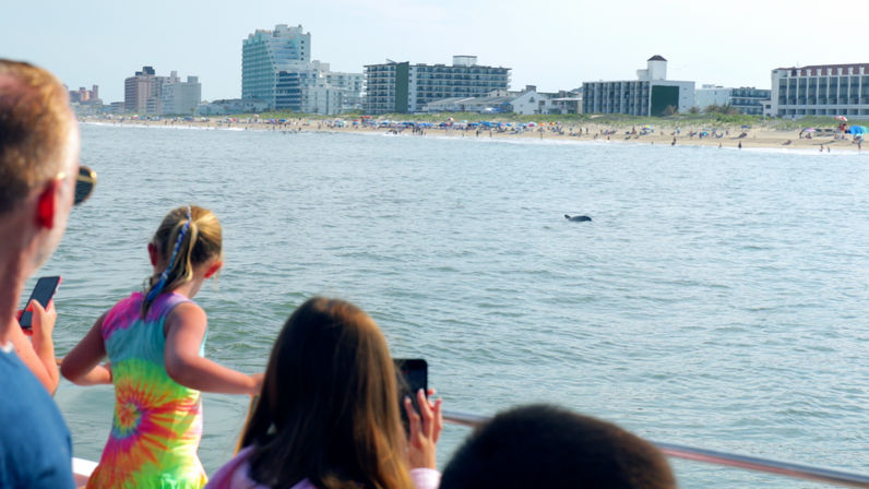 Family on a boat watching a dolphin near a crowded summer beachfront lined with hotels and colorful umbrellas
