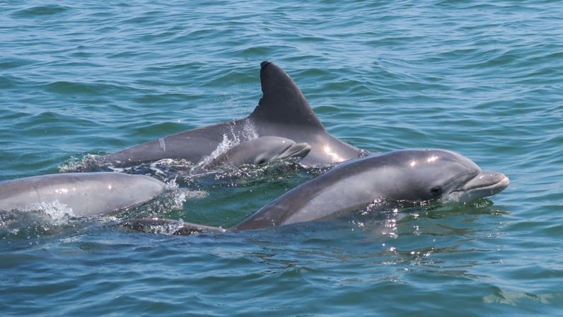 Ocean City Speed Boat & Dolphin Cruise image 2