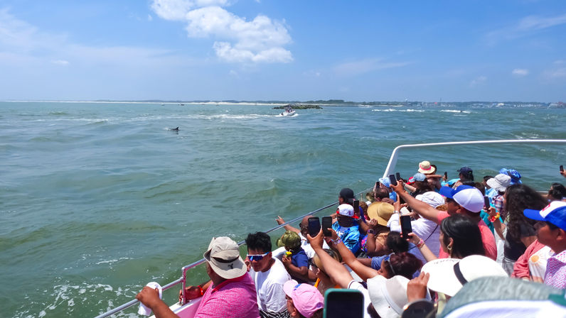 Crowded dolphin‑watching boat tour with tourists pointing and taking photos as a dolphin fin breaks the turquoise water near a rocky inlet under a bright blue sky.