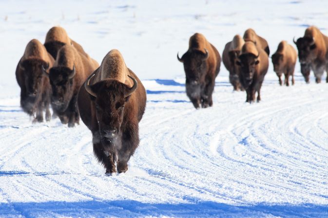 Herd of American bison marching toward the camera across a snow-covered plain, steaming breath in bright winter light
