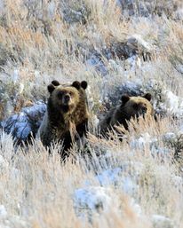 Scenic Safaris: Guided Winter Wildlife Tours in Jackson Hole image 5