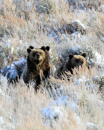 Scenic Safaris: Guided Winter Wildlife Tours in Jackson Hole image 5