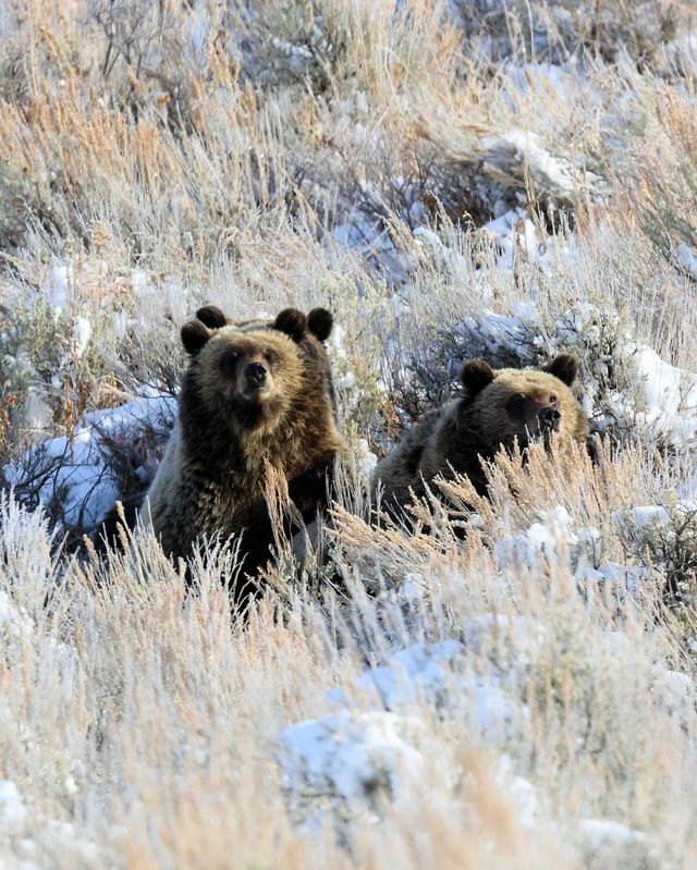 Jackson Hole Winter Wildlife Tour with Experts Local Guides image 4