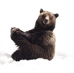 Grizzly bear sitting upright in deep snow, clutching a paw and gazing curiously in a winter wildlife scene