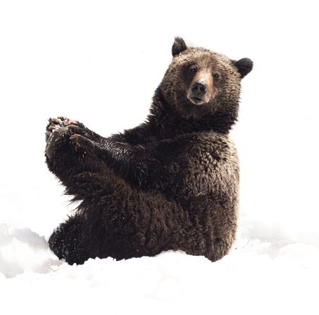 Grizzly bear sitting upright in deep snow, clutching a paw and gazing curiously in a winter wildlife scene