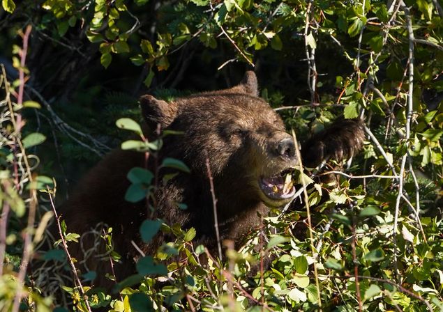 Brown bear in dense forest underbrush, mouth open and foraging on berries among green shrubs
