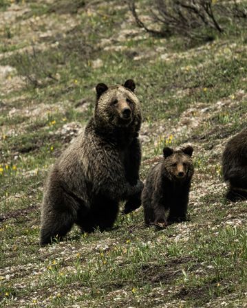 Adult grizzly and curious cub standing alert in a rocky mountain meadow dotted with small yellow wildflowers.
