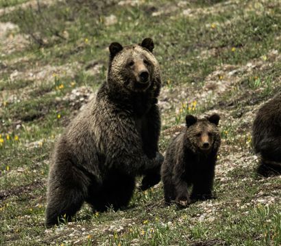 Adult grizzly and curious cub standing alert in a rocky mountain meadow dotted with small yellow wildflowers.