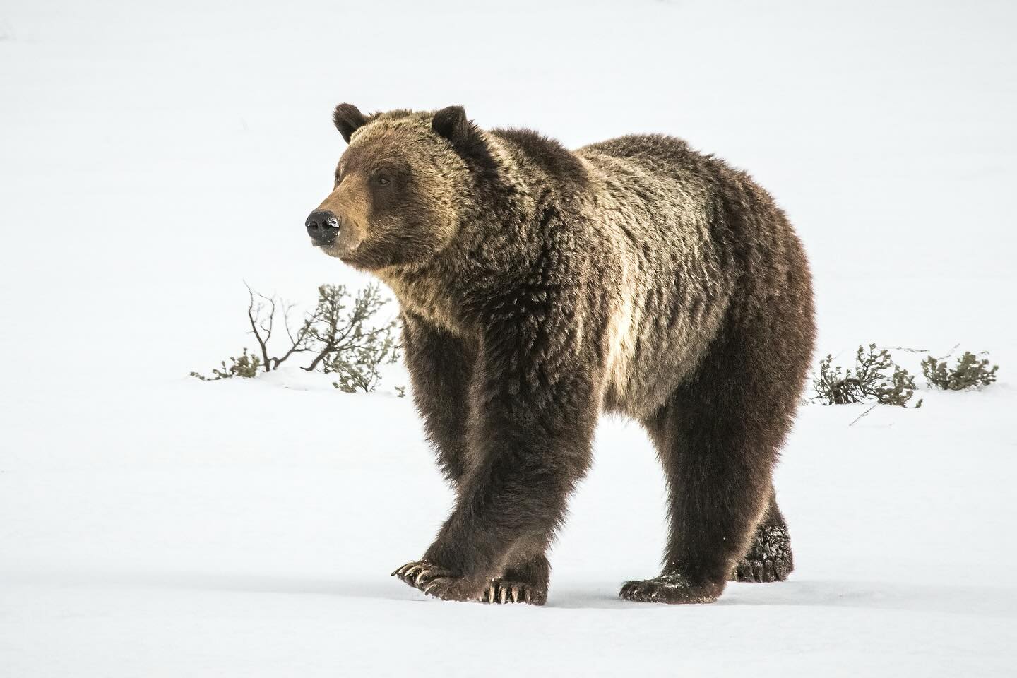 Scenic Safaris: Guided Winter Wildlife Tours in Jackson Hole image 3