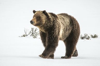 Scenic Safaris: Guided Winter Wildlife Tours in Jackson Hole image 3