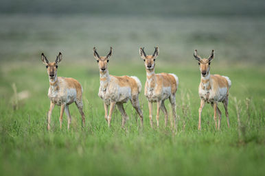Four pronghorn antelopes standing alert in a lush grassland prairie, lined up and facing the camera.