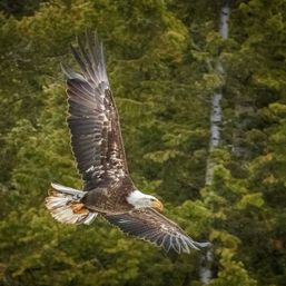 Majestic bald eagle in mid-flight with wings outstretched over a dense green conifer forest — close-up North American wildlife scene