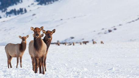 Scenic Safaris: Guided Winter Wildlife Tours in Jackson Hole image 14