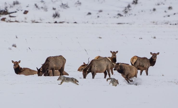 Scenic Safaris: Guided Winter Wildlife Tours in Jackson Hole image 9