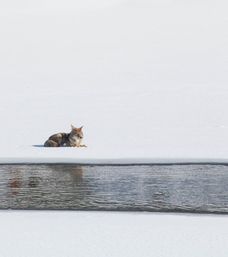 Scenic Safaris: Guided Winter Wildlife Tours in Jackson Hole image 13