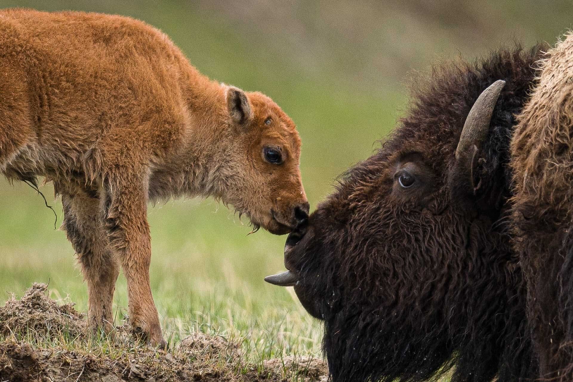 Close-up of a reddish American bison calf nuzzling an adult bison in a grassy prairie, showing shaggy fur, horn and a tender wildlife moment.