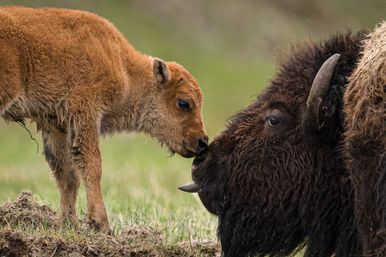 Close-up of a reddish American bison calf nuzzling an adult bison in a grassy prairie, showing shaggy fur, horn and a tender wildlife moment.
