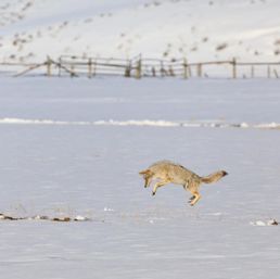 Scenic Safaris: Guided Winter Wildlife Tours in Jackson Hole image 16