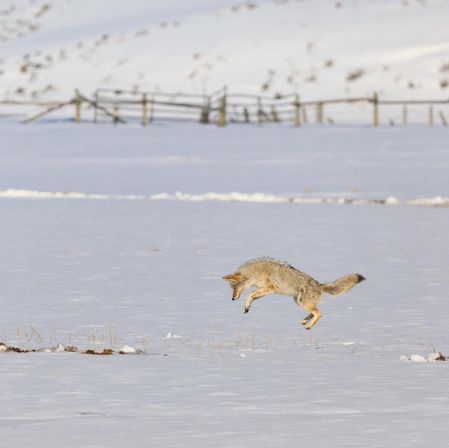 Scenic Safaris: Guided Winter Wildlife Tours in Jackson Hole image 16