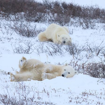 Scenic Safaris: Guided Winter Wildlife Tours in Jackson Hole image 15