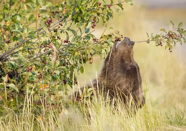 Brown bear in a grassy meadow standing up to nibble dark red berries from a low leafy bush — wildlife foraging scene in northern wilderness