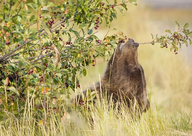 Brown bear in a grassy meadow standing up to nibble dark red berries from a low leafy bush — wildlife foraging scene in northern wilderness