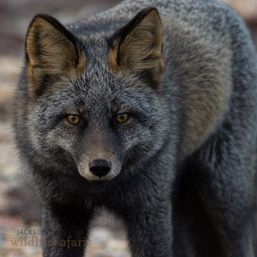 Close-up portrait of a dark gray fox with amber eyes in a woodland setting, showing detailed thick winter coat — wildlife photography