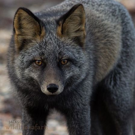 Close-up portrait of a dark gray fox with amber eyes in a woodland setting, showing detailed thick winter coat — wildlife photography